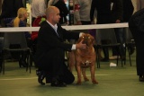 Indy best puppy DDB of GB